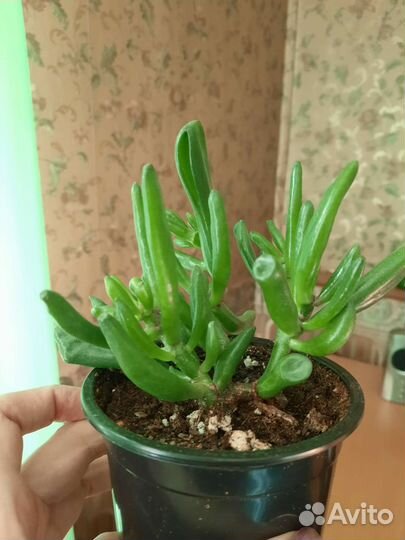 Крассулы разные (денежные деревья)