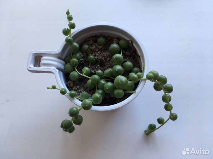 Фикус Крестовник Роули