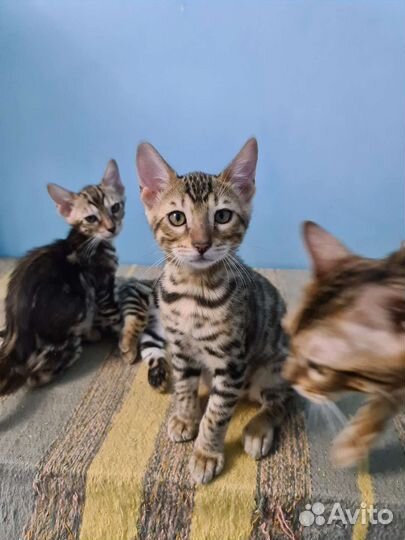 Красавчики