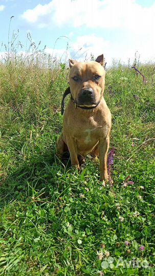 Вязка (кобель)