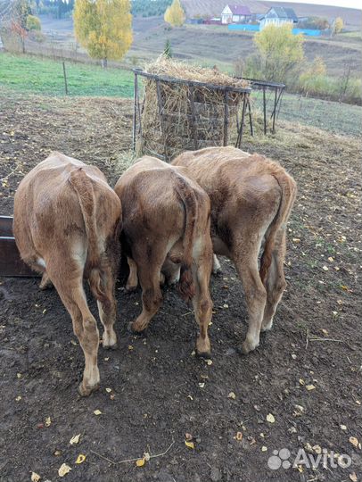 Бычки на откорм