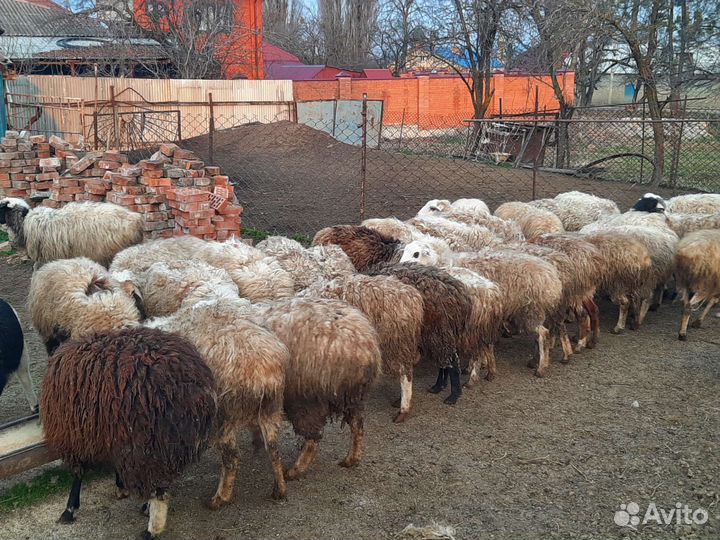 Овцы бараны