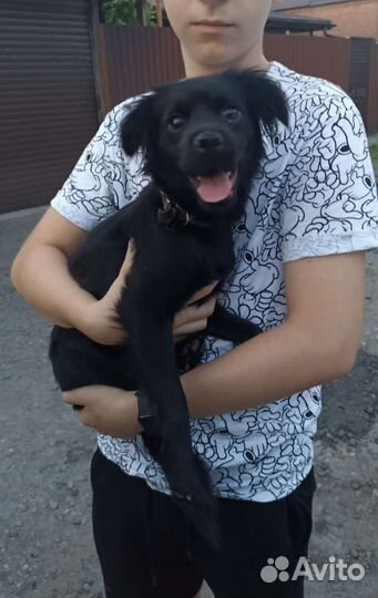 Не большая собачка