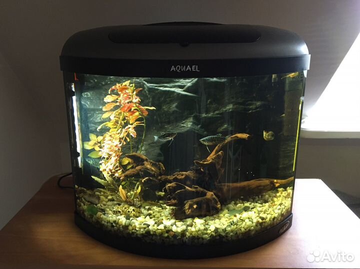 Аквариум Aquael Pearl панорамный