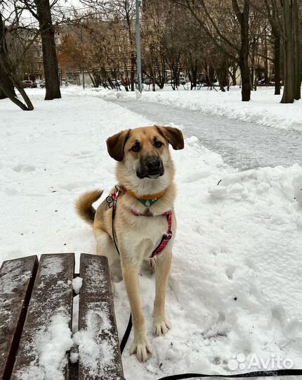 Собака в добрые руки