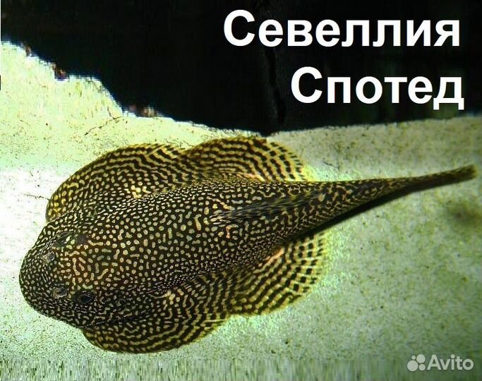 Псевдоскаты Севеллия Мармората и Спотед