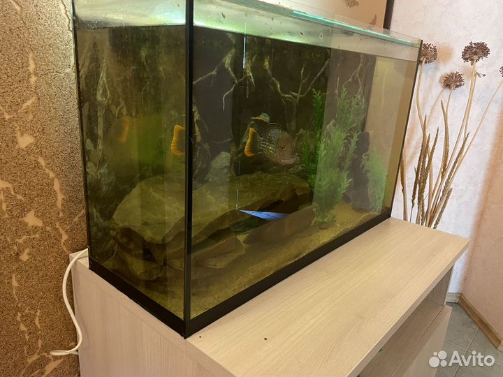 Аквариум бу