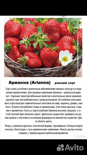 Клубника саженцы Купчиха, Азия