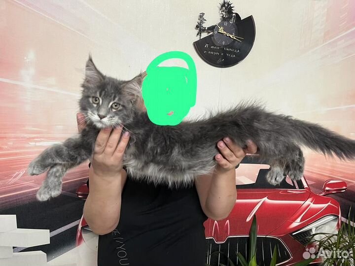 Котята мейн-кун