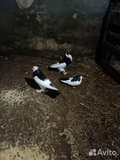 Продажа голубей