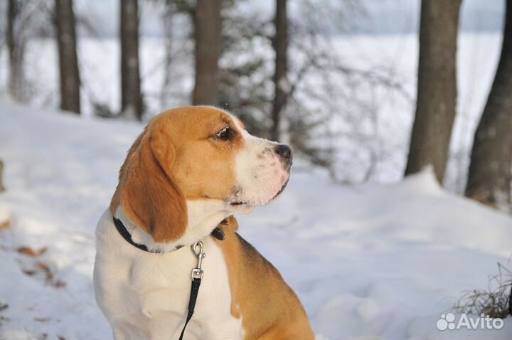 Бигль вязка