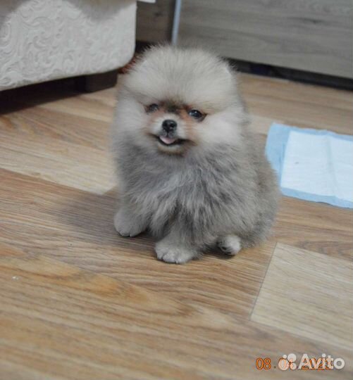 Померанский шпиц