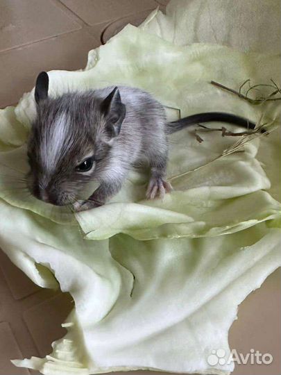 Белочки Дегу