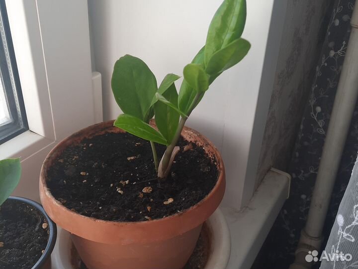 Замиокулькас