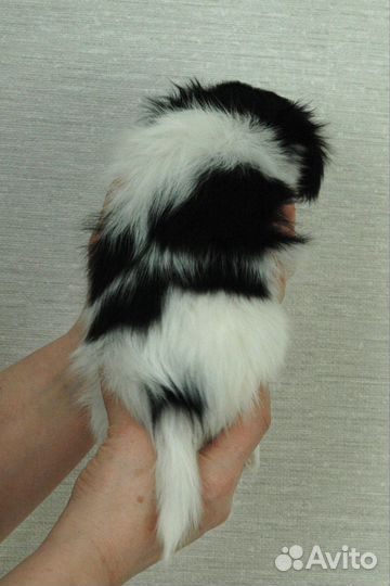 Щенок фалена мальчик