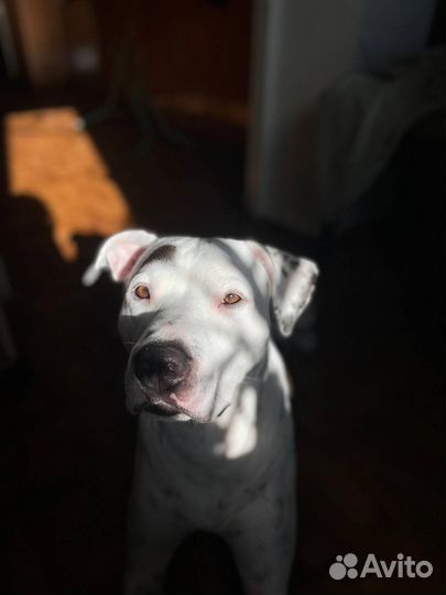 Стаффорд вязка