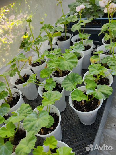 Тюльпановидная пеларгония черенки оптом