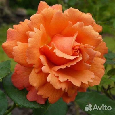 Саженцы роз