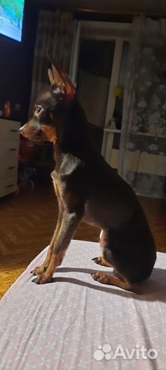 Мальчик ищет девочку