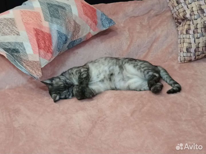 Потерялась кошка