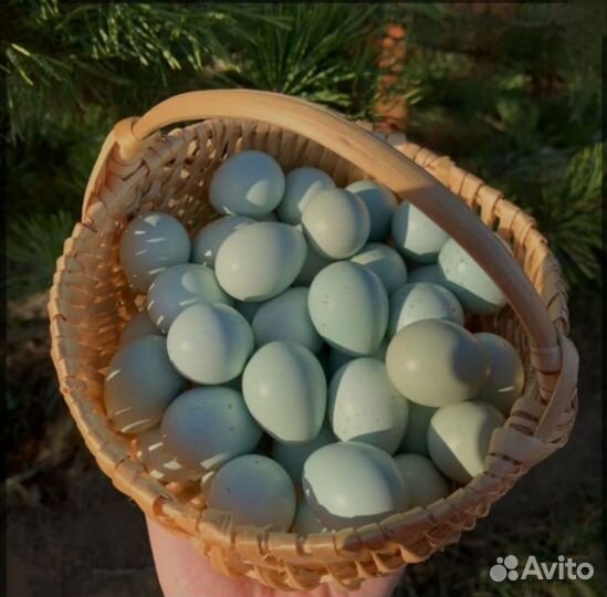 Перепела, яйцо, перепелята