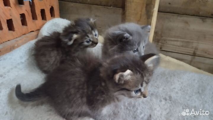 Котята в добрые руки бесплатно