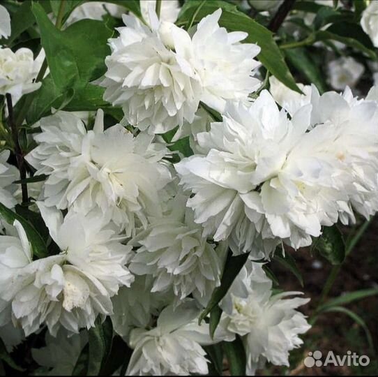 Хвойные и декоративные кустарники для сада