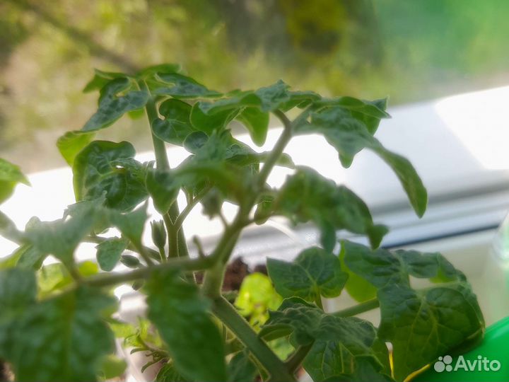 Рассада помидоров томатов черри