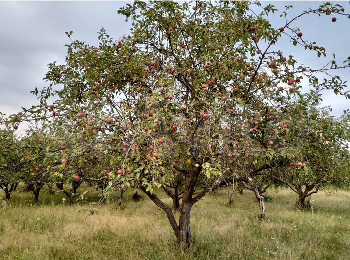 Участок 22,2 га (СНТ, ДНП)