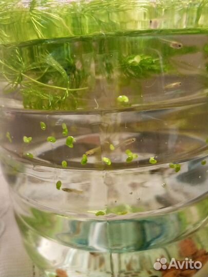 Мальки гуппи