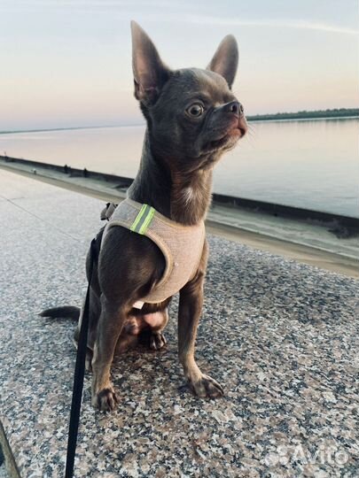 Чихуахуа мальчик вязка