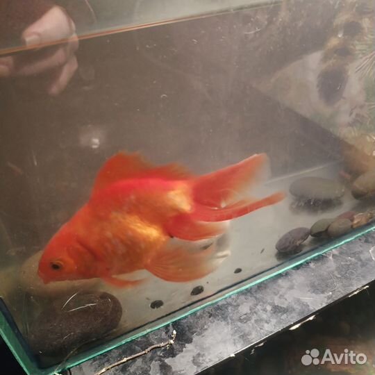 Золотая рыбка