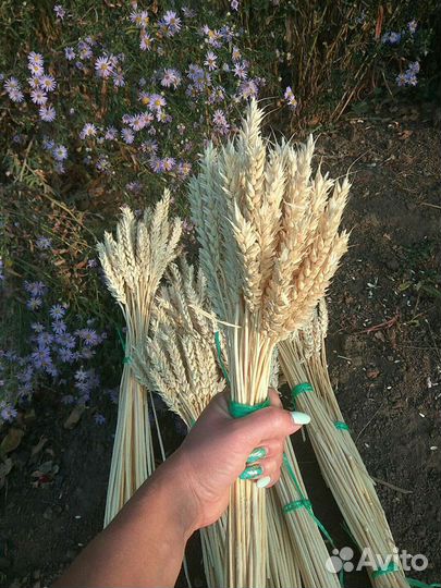 Колосья, колоски пшеницы
