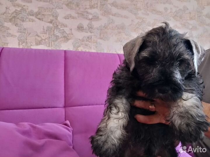 Щенки цвергшнауцера