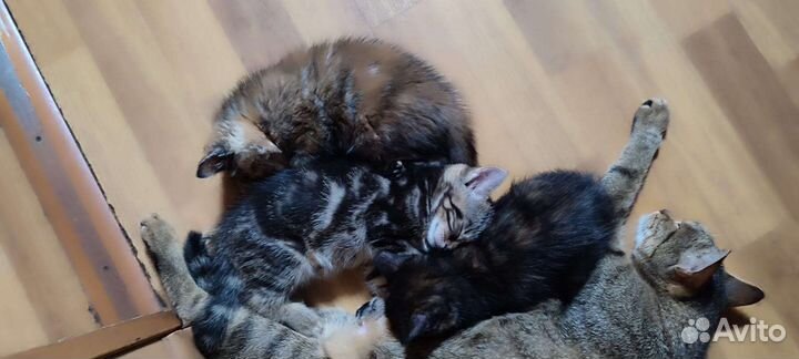 Котятки от родителей мышеловов