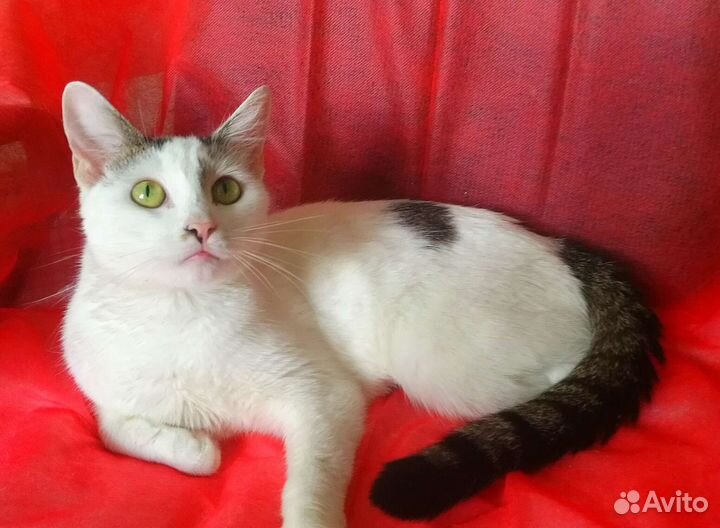 Оставили на даче кошечку подростка