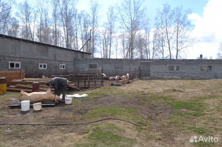 Домашняя натуральная парная свинина