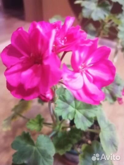 Комнатные цветы