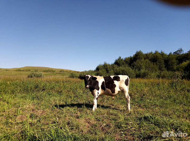 Продаются телята