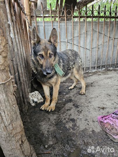 Немецкая Овчарка с документами