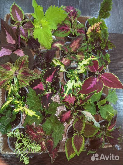 Колеусы вегетативные