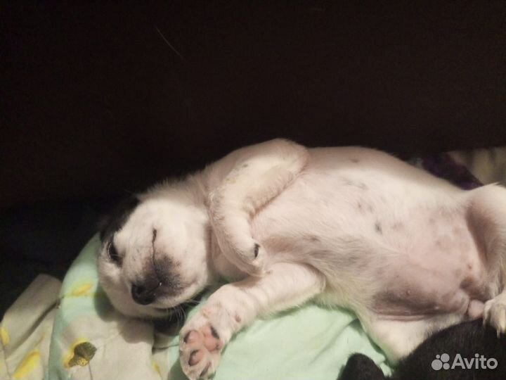 Щенки тойтерьер мини