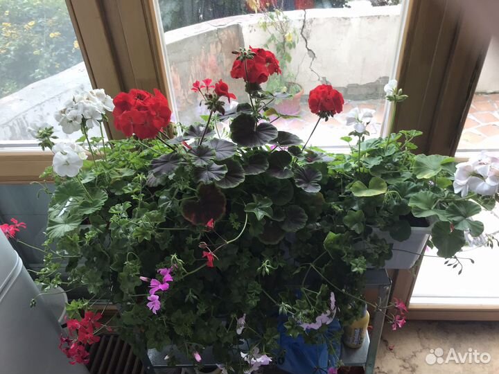 Пеларгония герань