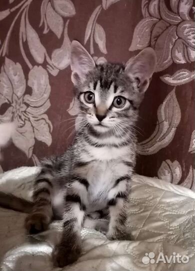 Кошки с большими ушами