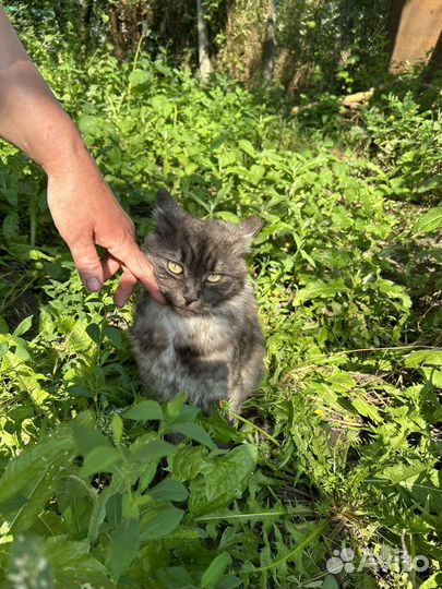 Персидский котик в добрые руки