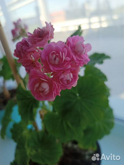 Толстянка, герани