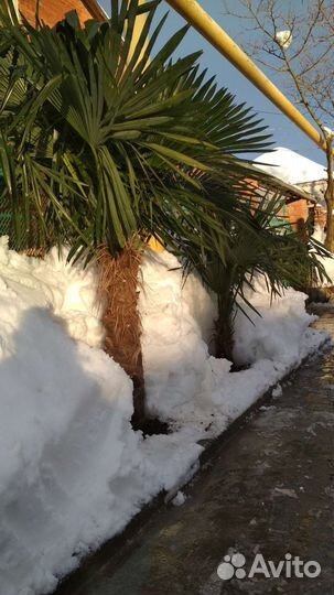 Пальма Трахикарпус Форчуна