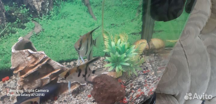 Аквариум б.у 200 литров