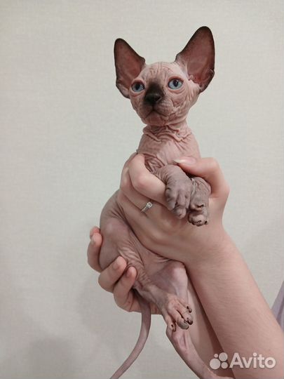 Котята сфинкс эльф