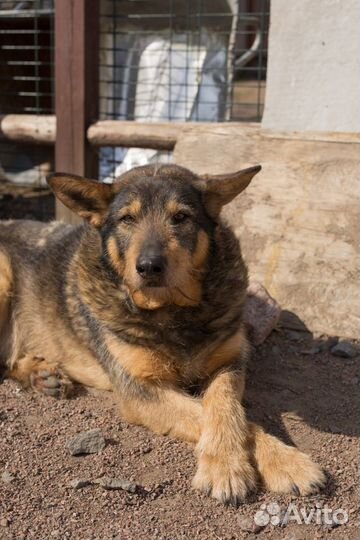 Отдам в добрые руки